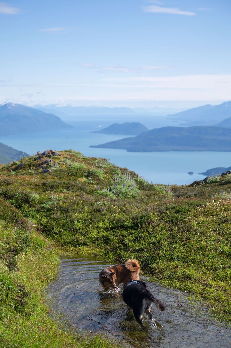 Two dogs wading in a small alpine pond on Mount Roberts, with mountains and water stretching into the distance.